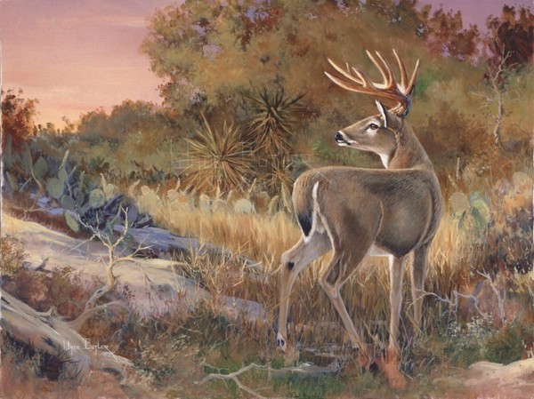 600x449 Whitetail Deer Art And Paintings For Sale - Whitetail Deer Painting