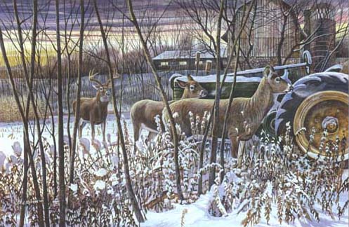 497x324 Whitetail Deer Doe Winter Sanctuary Countryside Art Print Painting - Whitetail Deer Painting
