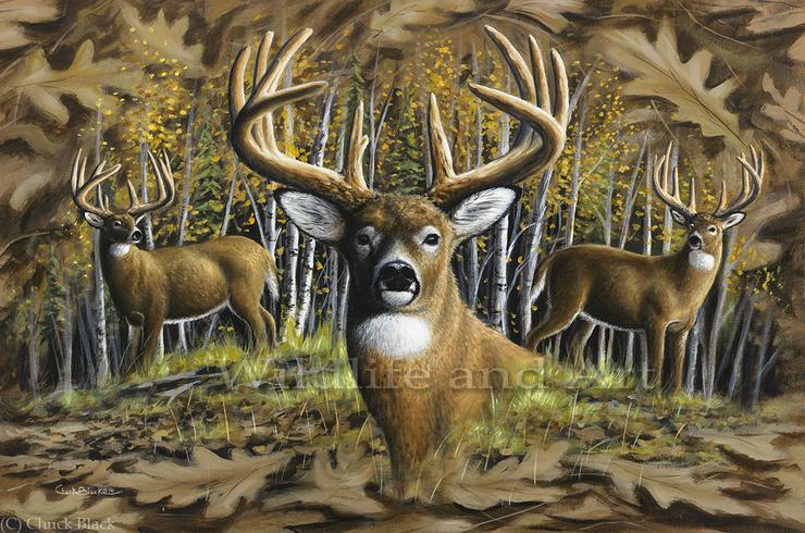 740x490 Whitetail Deer Original Painting - Whitetail Deer Painting