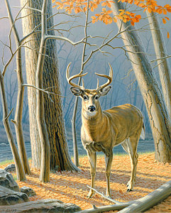 241x300 Whitetail Deer Paintings Fine Art America - Whitetail Deer Painting