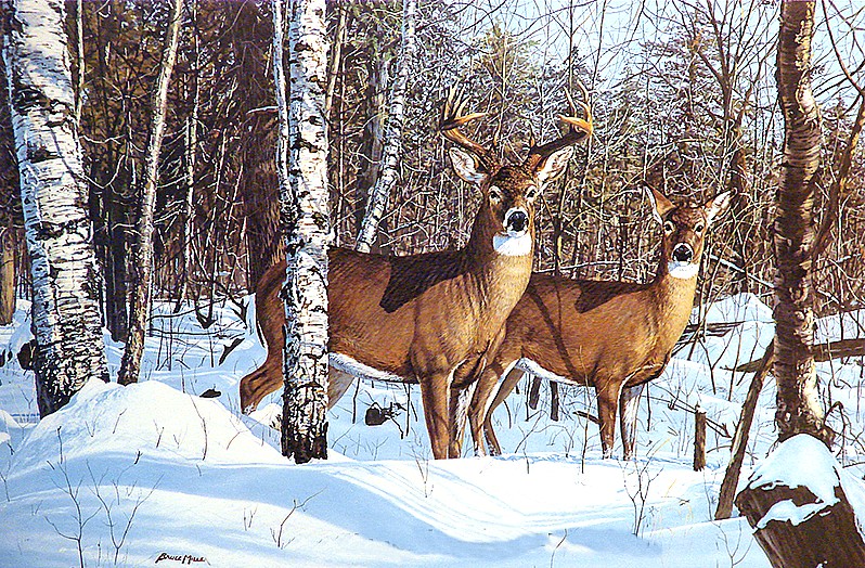 798x524 Art Now And Then Deer Paintings - Whitetail Deer Painting