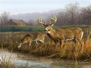 300x225 Deer Painting Images - Whitetail Deer Painting