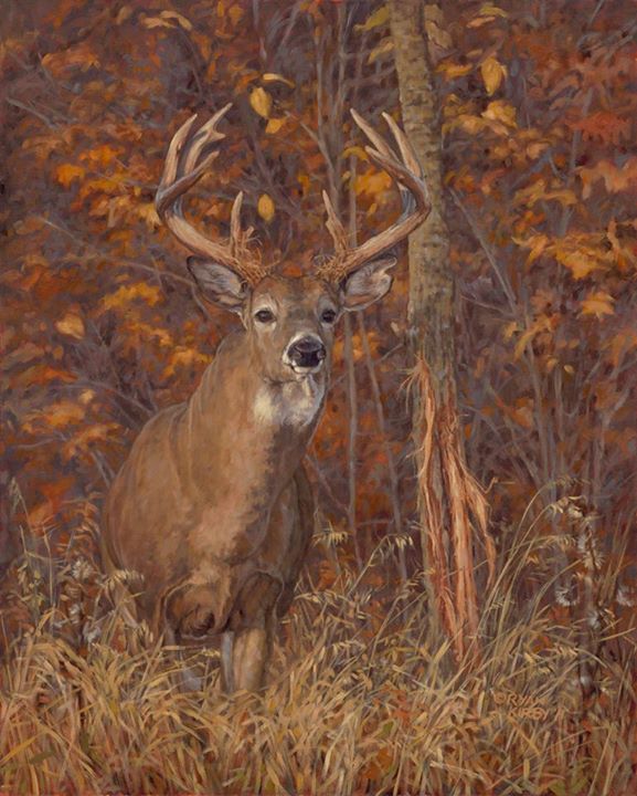 577x720 Great Painting By Ryan Kirby Art - Whitetail Deer Painting