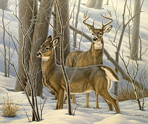 300x251 Ready - Whitetail Deer Painting