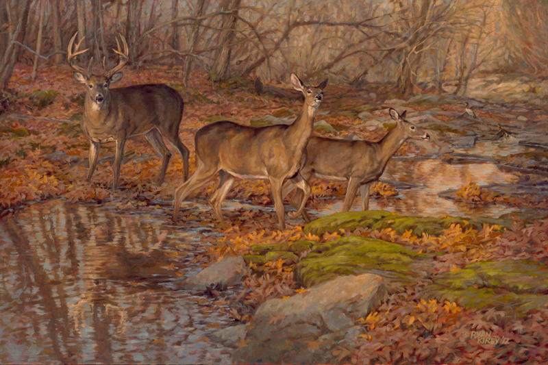 800x533 Ryan Kirby Art White Tailed Deer Original Oil Paintings - Whitetail Painting
