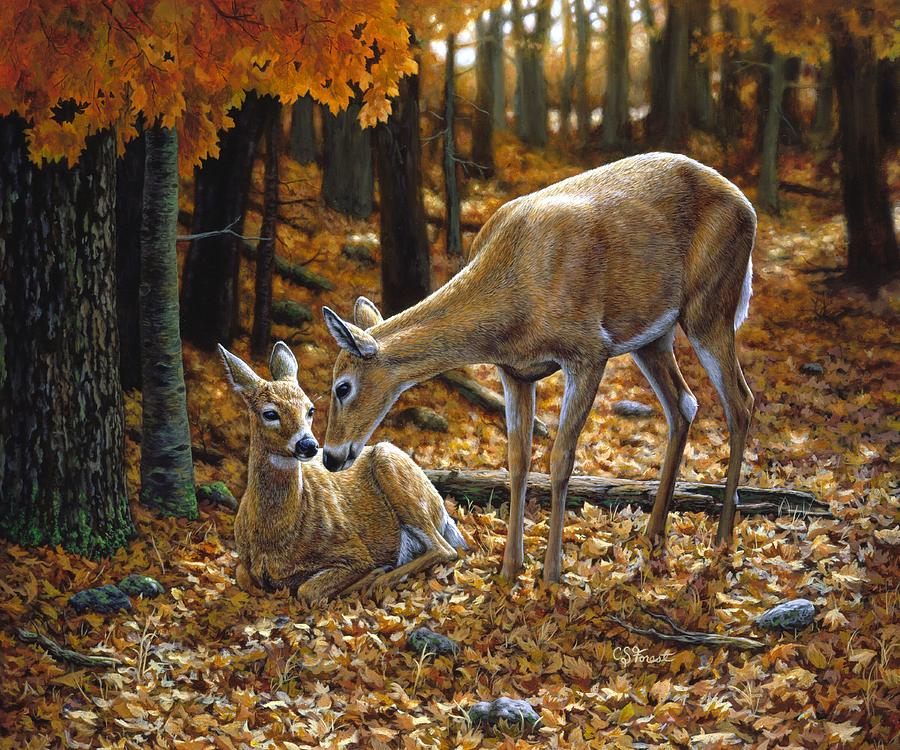 900x750 Whitetail Deer - Whitetail Painting
