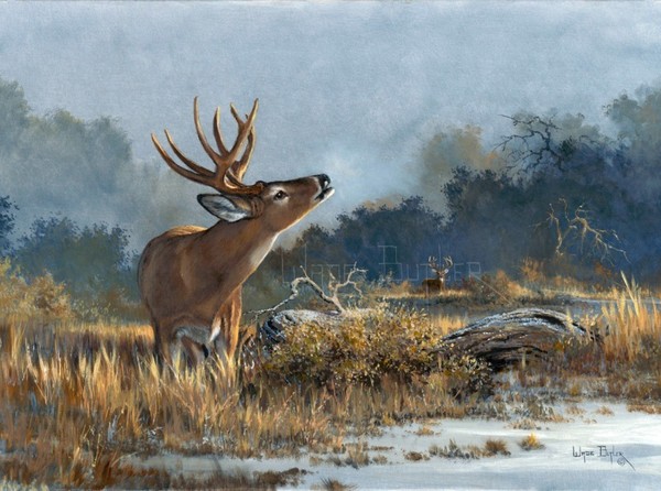 600x446 Whitetail Deer Art And Paintings For Sale - Whitetail Painting