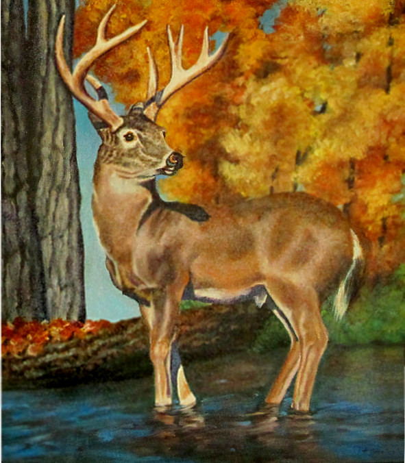 591x676 Artist Karin Portfoilio White Tail Artist, Artwork, Art Techniques - Whitetail Painting