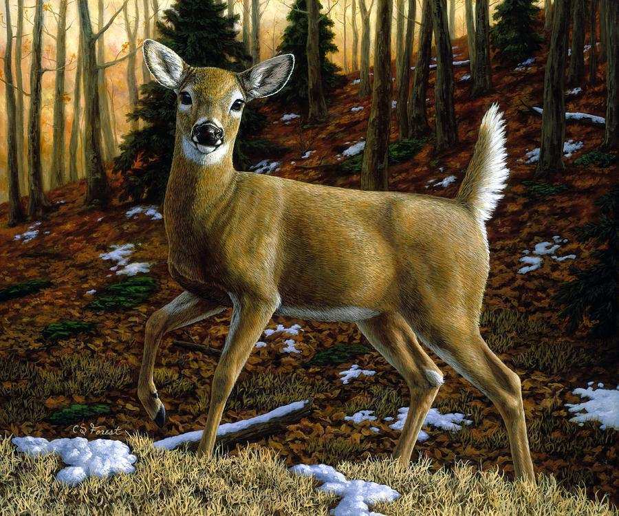 900x750 Deer Painting Beautiful Whitetail Deer Alerted Painting By Crista - Whitetail Painting