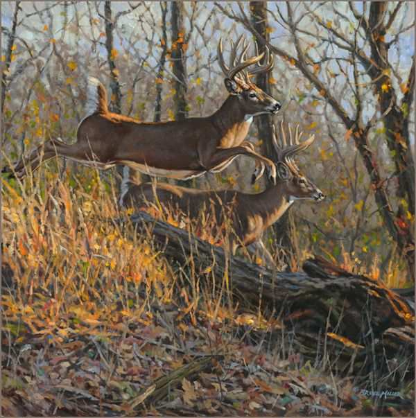 600x603 Deer Painting Fresh Whitetail Deer Oil Painting By Wildlife Artist - Whitetail Painting