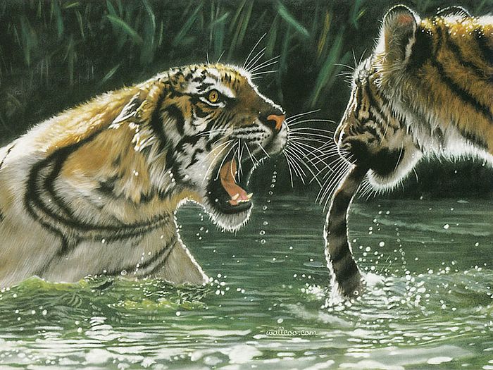 700x525 Fighting Tigers - Wild Animals Painting