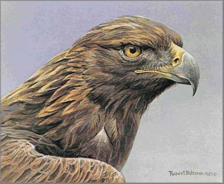 730x600 Art Painting Robert Bateman Robert Bateman Paintings, Art - Wild Animals Painting