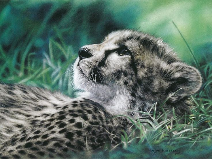 736x552 Paintings Of Wild Animals Creativeartworksblog - Wild Animals Painting