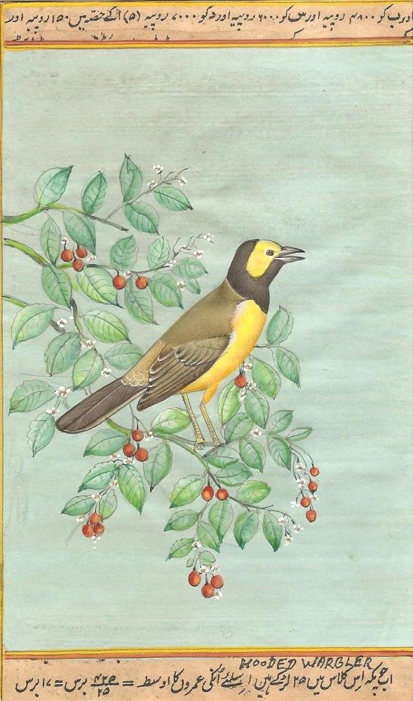 589x1000 Indian Miniature Bird Painting - Wild Bird Painting