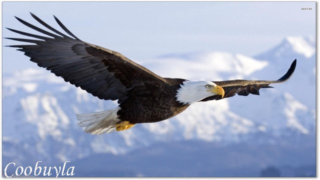 640x360 Top Quality Huge Wild Bird Animal Oil Painting Bald Eagle Tuses013 - Wild Bird Painting