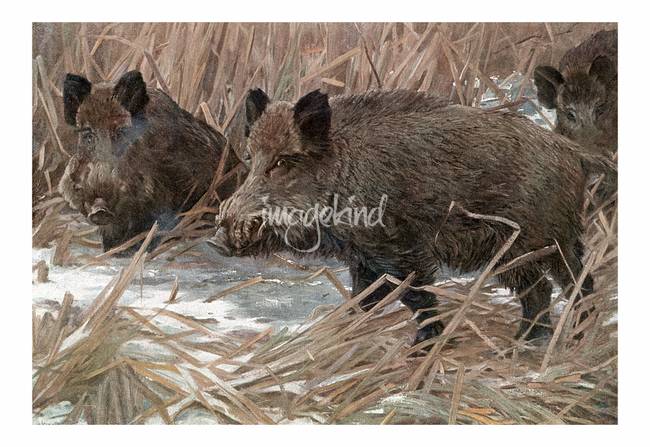 650x447 Stunning Wild Boar Artwork For Sale On Fine Art Prints - Wild Boar Painting