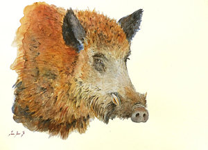 300x216 Wild Boar Watercolor Painting Painting By Juan Bosco - Wild Boar Painting