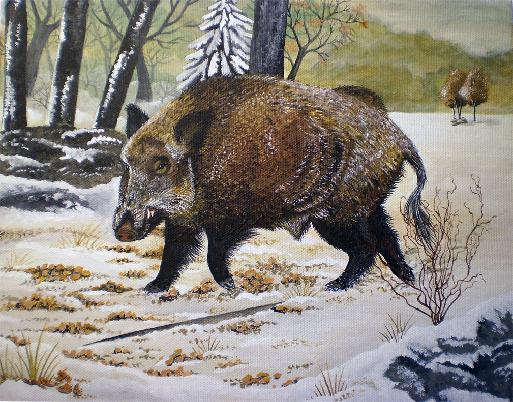 1009x791 Art Trade Wild Boar By Seyca - Wild Boar Painting