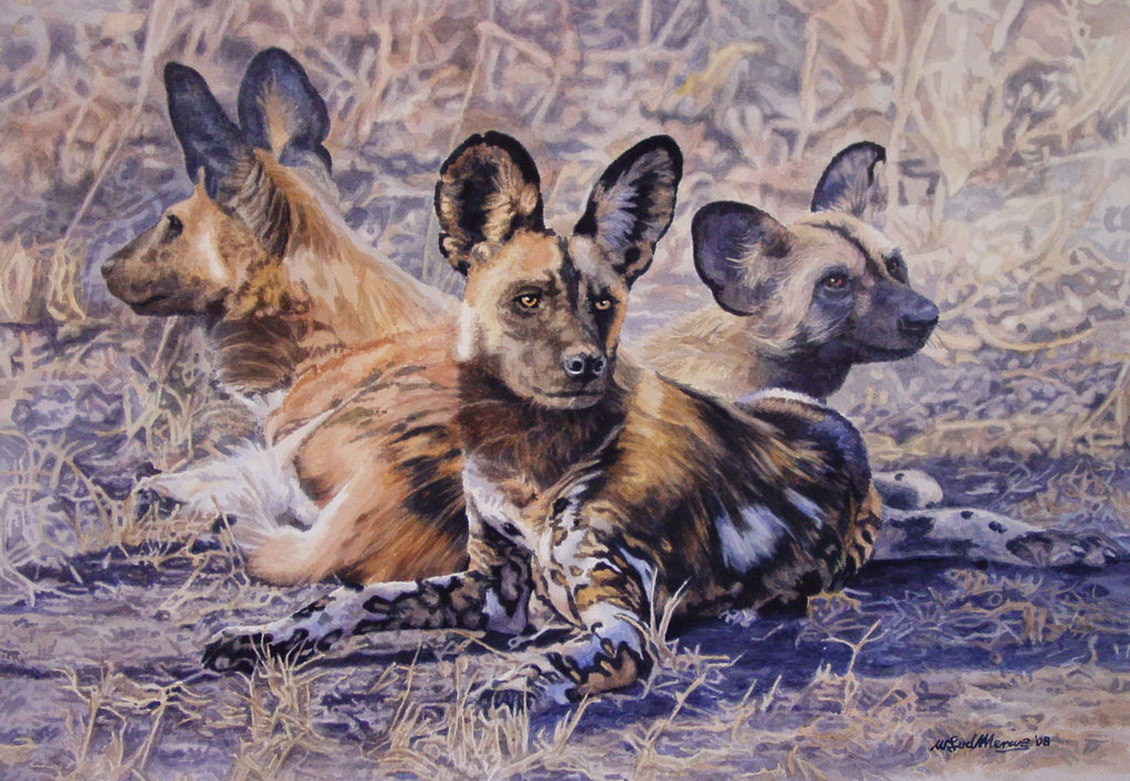 1024x708 African Wild Dogs By Willemsvdmerwe - Wild Dog Painting