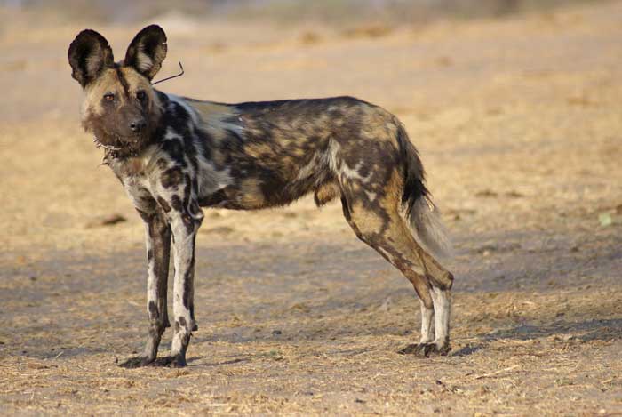 700x469 Painted Dog Research Trust Archives - Wild Dog Painting