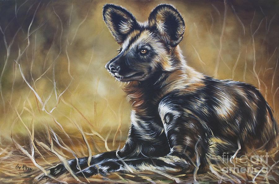900x595 Wild Dog Painting By Ilse Kleyn - Wild Dog Painting