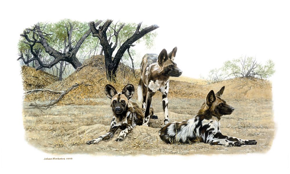 1000x600 Wild Dogs 1999 Johan Hoekstra Wildlife Art (Available Print - Wild Dog Painting