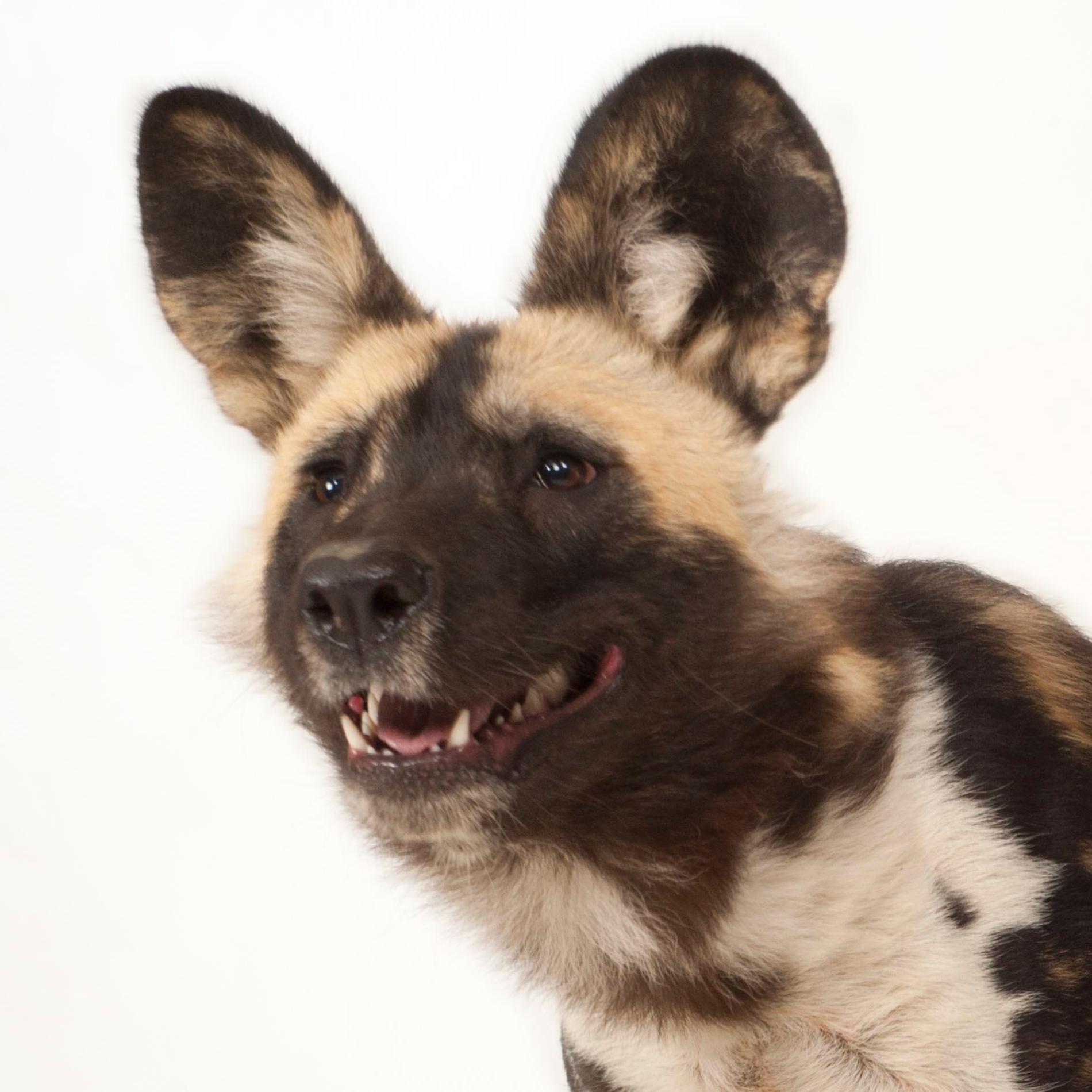 1900x1900 African Wild Dog National Geographic - Wild Dog Painting