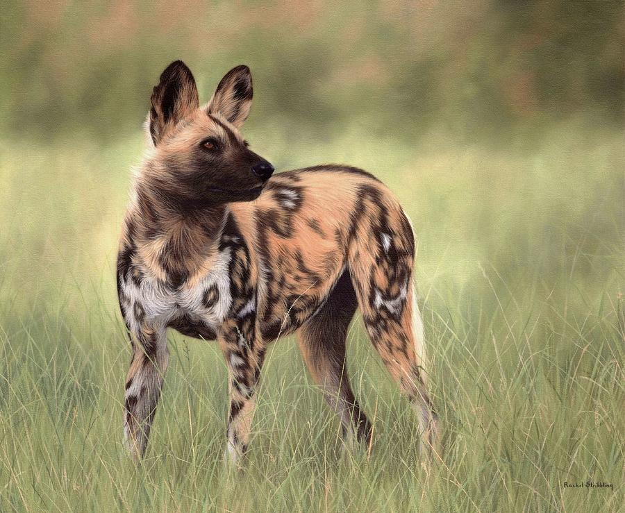 900x739 African Wild Dog Painting Painting By Rachel Stribbling - Wild Dog Painting