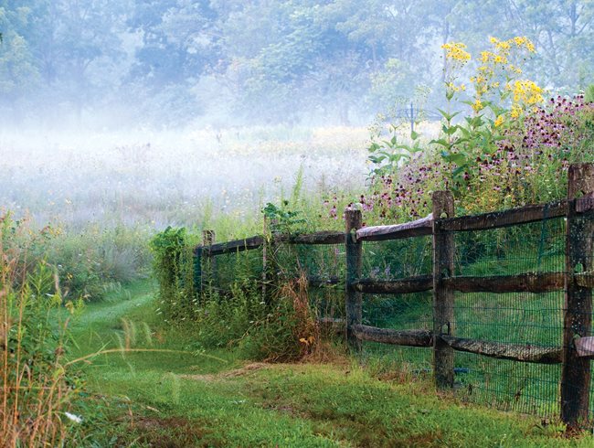 650x490 Pasture Perfect A Wildflower Meadow Garden Design - Wild Flower Meadow Painting