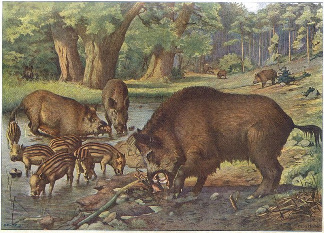 648x466 European Wild Boars - Wild Hog Painting
