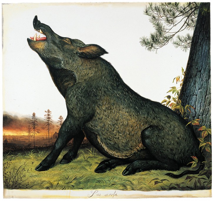 727x682 Hogs Wild The New Yorker - Wild Hog Painting