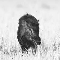 200x200 Stunning Wild Boar Artwork For Sale On Fine Art Prints - Wild Hog Painting