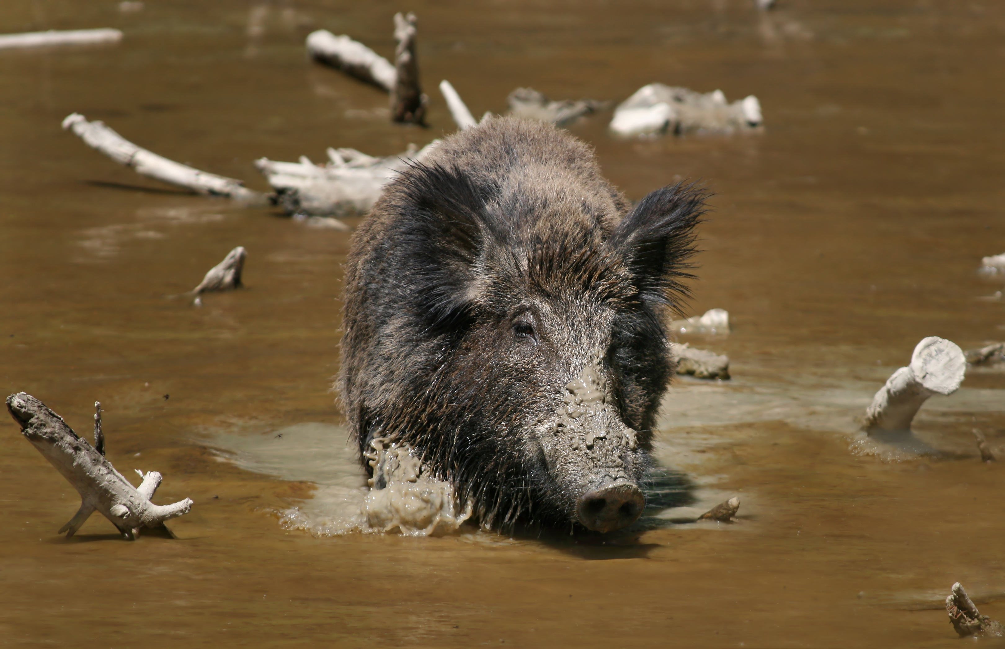 3241x2094 25 Bizarre And Fun Facts About Wild Boars - Wild Hog Painting