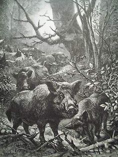 236x314 Wild Boar By Ohara Koson (1877 1945) Japanese Painter - Wild Hog Painting