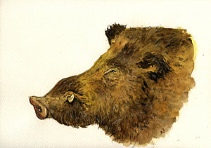 300x211 Wild Hog Art Fine Art America - Wild Hog Painting
