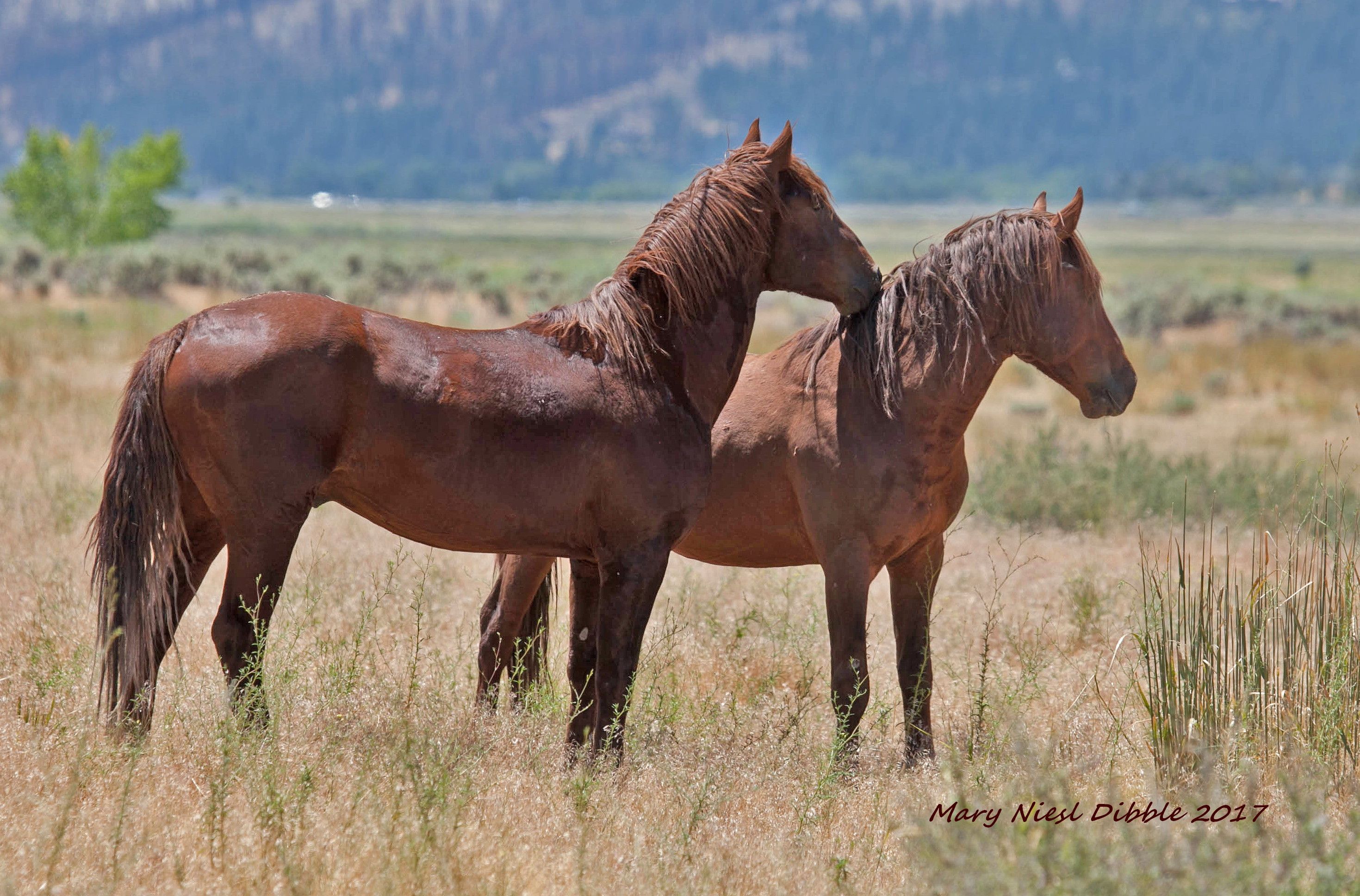2939x1937 Pin By Mary Dibble On Wild Horses Horse - Wild Horses Running Painting