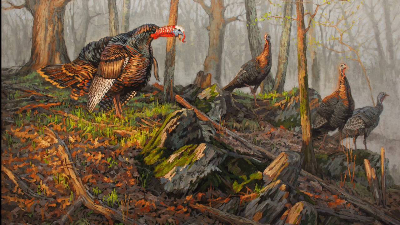 1280x720 Ryan Kirby's Time Lapse Of The Wild Turkey Painting Chief - Wild Painting