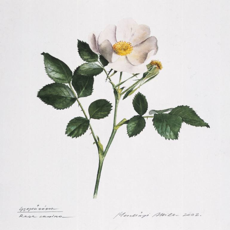 770x770 Saatchi Art Wild Rose Painting By Attila Meszlenyi - Wild Rose Painting