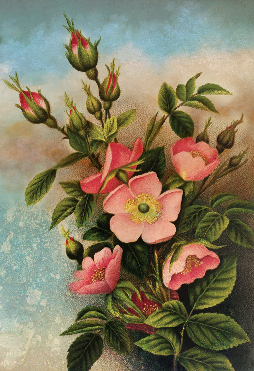 1000x1462 Vintage Wild Roses Print Art Rose Gift Botanical Print Flower - Wild Rose Painting