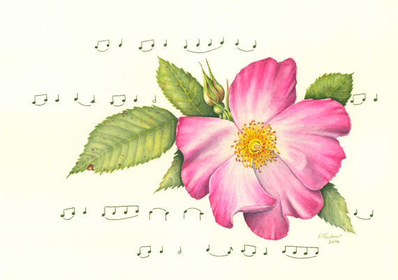 570x401 Wild Rose Rose Watercolor Painting Flower Watercolor - Wild Rose Painting