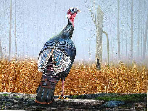 500x375 Painting Of A Eastern Wild Turkey Standing On Log - Wild Turkey Painting