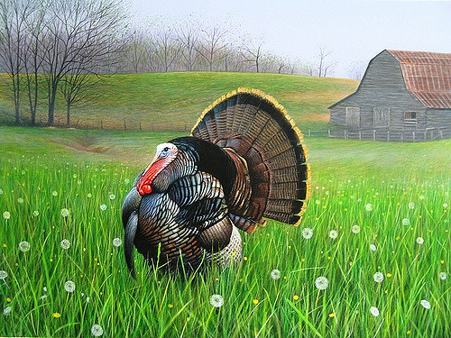500x375 Painting Of A Strutting Eastern Wild Turkey In Old Farm - Wild Turkey Painting