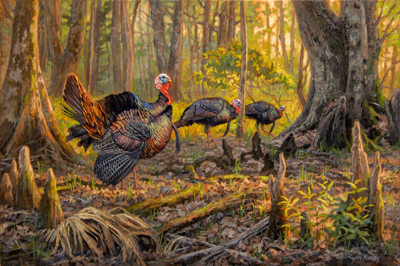 800x533 Ryan Kirby Art Wild Turkey Original Oil Paintings - Wild Turkey Painting
