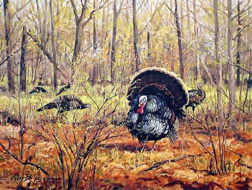 500x378 Spring Brides, Wild Turkey Artwork, Print, Oil Painting - Wild Turkey Painting