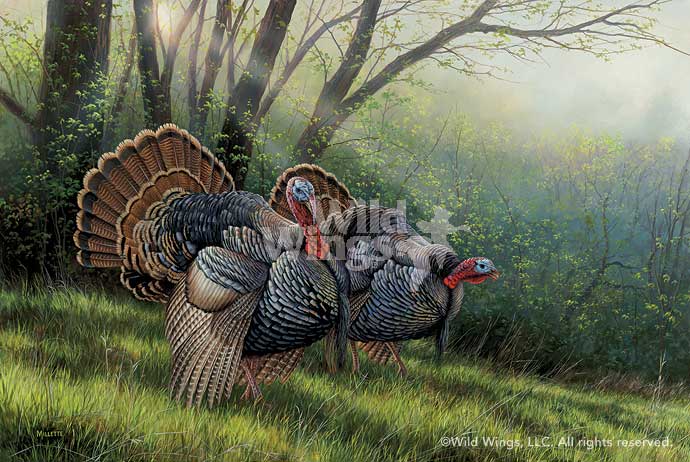 690x462 Spring Strut Turkey Painting By Millette Wild Wings - Wild Turkey Painting