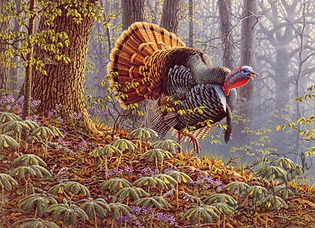 450x325 Wildlife Art Prints Plus Original Paintings With A Wide Selection - Wild Turkey Painting