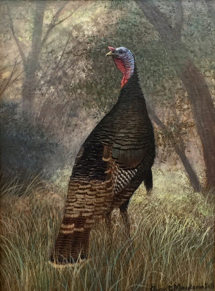 738x999 Grant Macdonald - Wild Turkey Painting