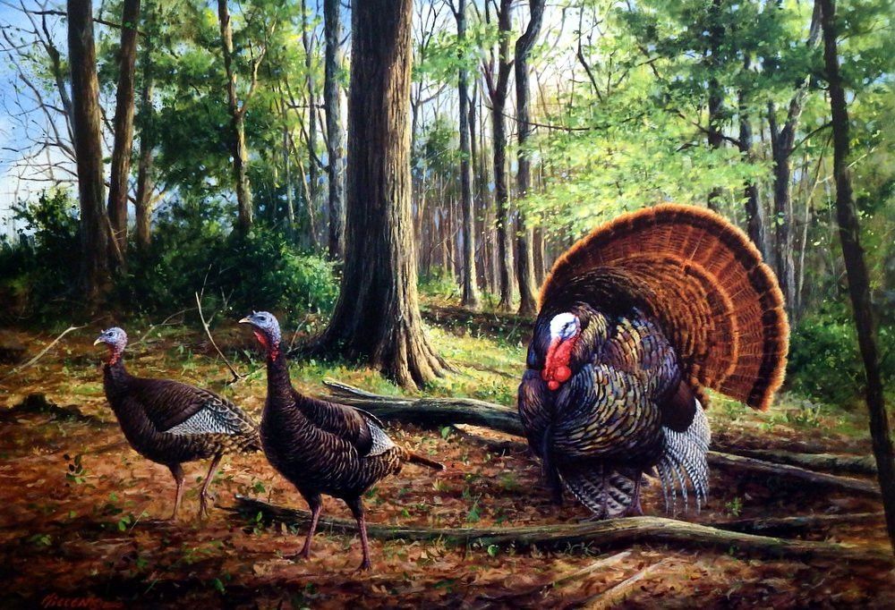 1000x682 James Killen The Patriot Wild Turkey Print Wild - Wild Turkey Painting