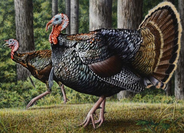 Wild Turkey Painting at PaintingValley.com | Explore collection of Wild ...