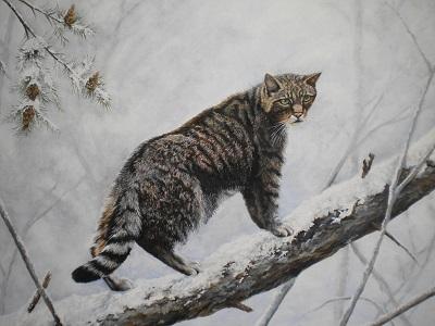 400x300 Animal Paintings By Shane - Wildcat Painting